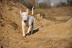 rennender Bullterrier