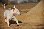 rennender Bullterrier