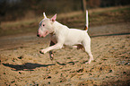 rennender Bullterrier