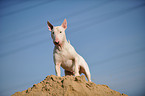 stehender Bullterrier