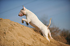 rennender Bullterrier