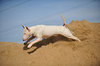 rennender Bullterrier