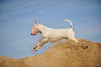 rennender Bullterrier