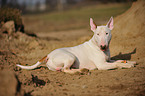 liegender Bullterrier