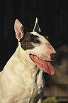 Bullterrier Portrait