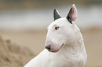 Bullterrier Portrait