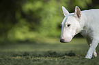 laufender Bullterrier