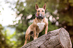 Bullterrier