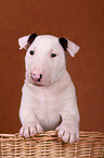 Bullterrier Welpe