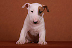 Bullterrier Welpe