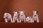 Bullterrier Welpen