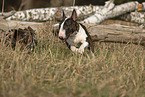 Bullterrier Hndin