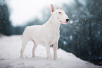 Bullterrier im Winter