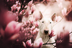 Bullterrier