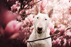 Bullterrier