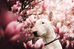 Bullterrier