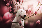 Bullterrier