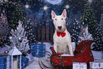 Bullterrier Rde