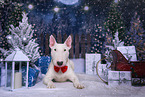 Bullterrier Rde