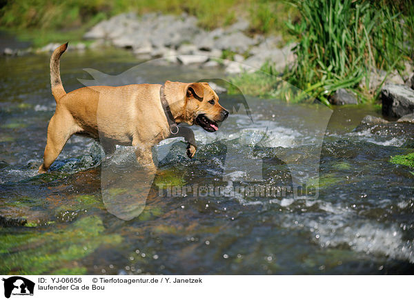 laufender Ca de Bou / walking Ca de Bou / YJ-06656