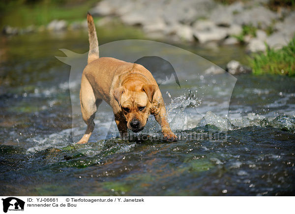 rennender Ca de Bou / running Ca de Bou / YJ-06661