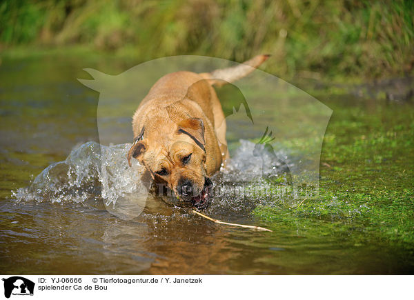 spielender Ca de Bou / playing Ca de Bou / YJ-06666