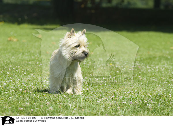 Cairn Terrier auf Wiese / SST-01199