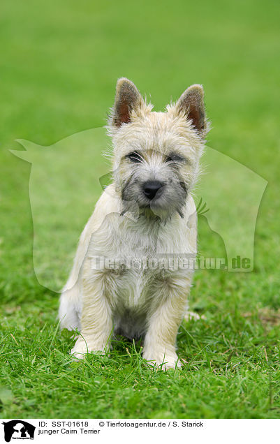 junger Cairn Terrier / SST-01618