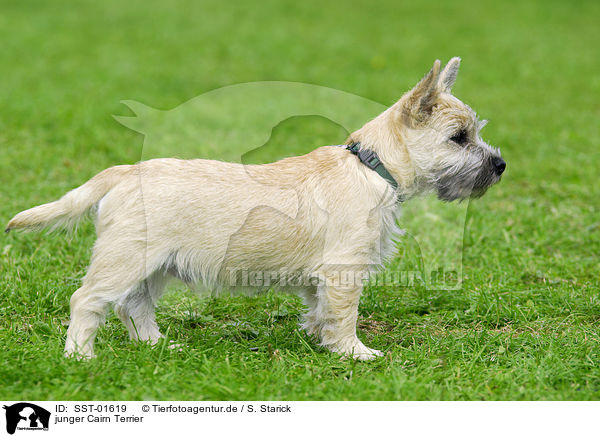 junger Cairn Terrier / SST-01619