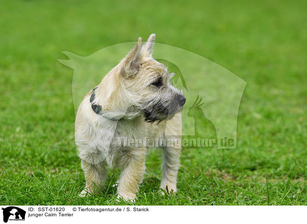 junger Cairn Terrier / SST-01620