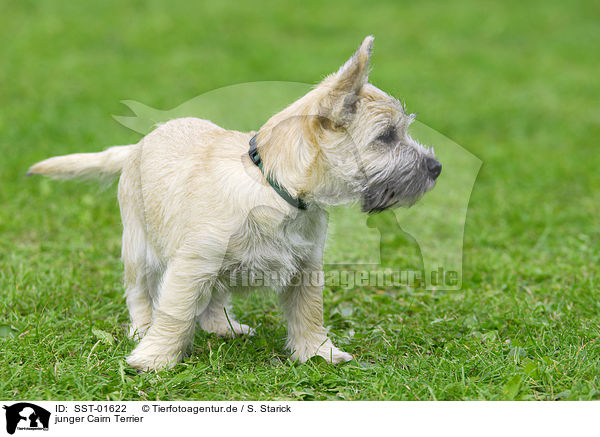 junger Cairn Terrier / SST-01622