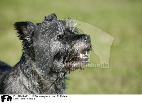 Cairn Terrier Portrait / Cairn Terrier Portrait / RR-17023