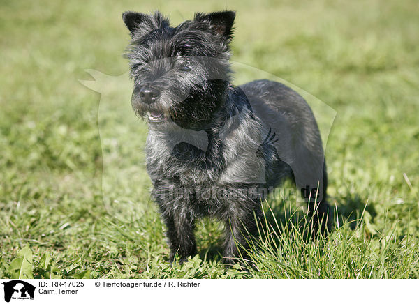 Cairn Terrier / Cairn Terrier / RR-17025