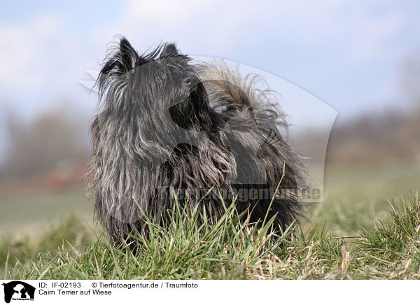 Cairn Terrier auf Wiese / IF-02193