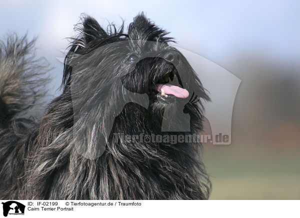 Cairn Terrier Portrait / IF-02199