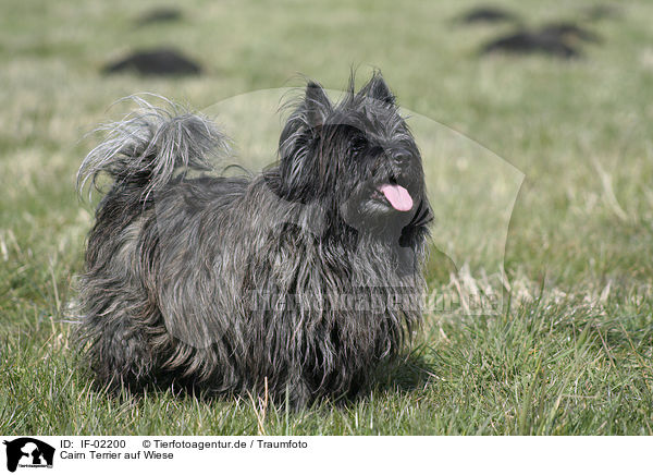 Cairn Terrier auf Wiese / IF-02200