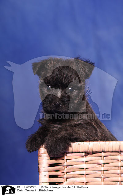 Cairn Terrier im Krbchen / Cairn Terrier in basket / JH-05276
