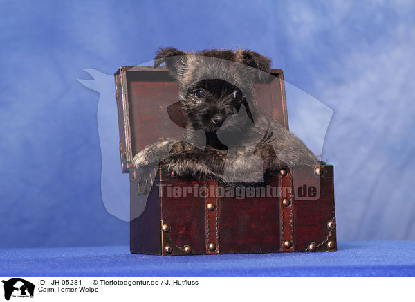 Cairn Terrier Welpe / Cairn Terrier puppy / JH-05281