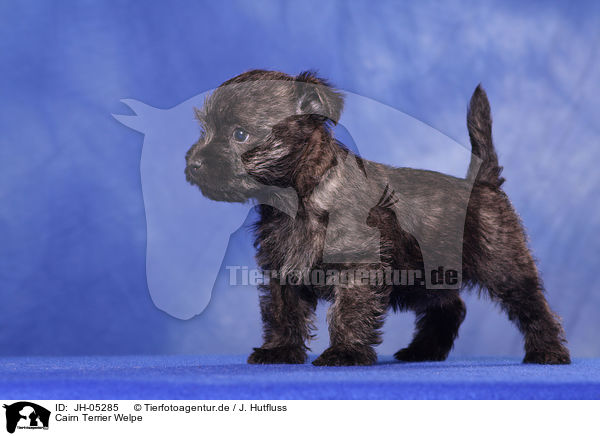 Cairn Terrier Welpe / Cairn Terrier puppy / JH-05285