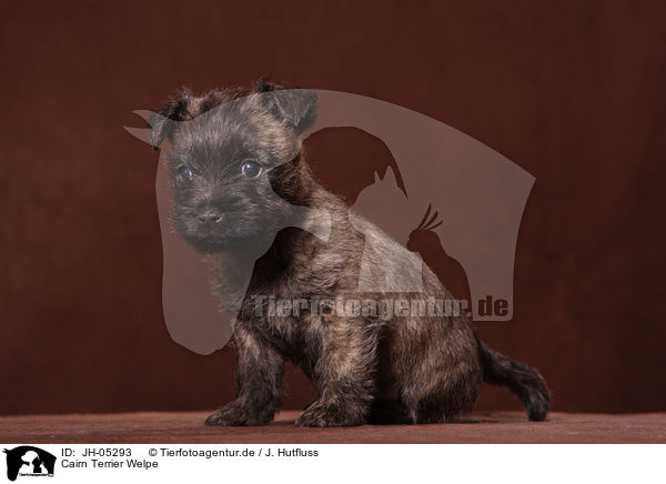 Cairn Terrier Welpe / Cairn Terrier puppy / JH-05293