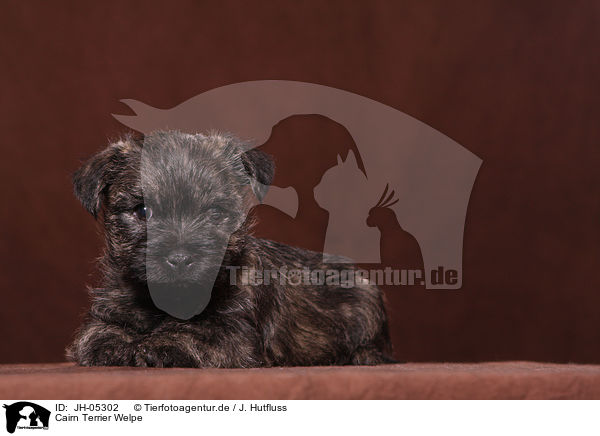 Cairn Terrier Welpe / JH-05302
