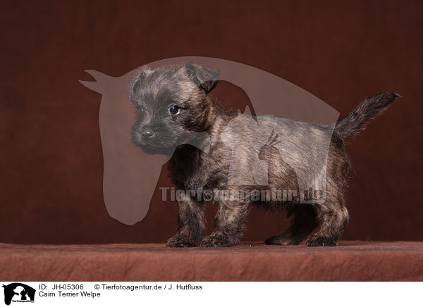 Cairn Terrier Welpe / JH-05306