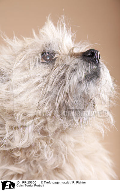 Cairn Terrier Portrait / RR-25600