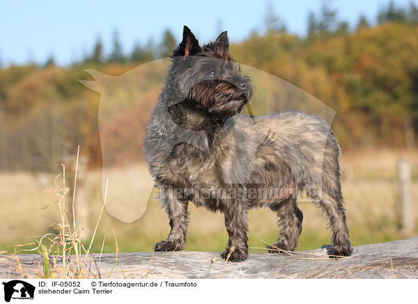 stehender Cairn Terrier / standing Cairn Terrier / IF-05052