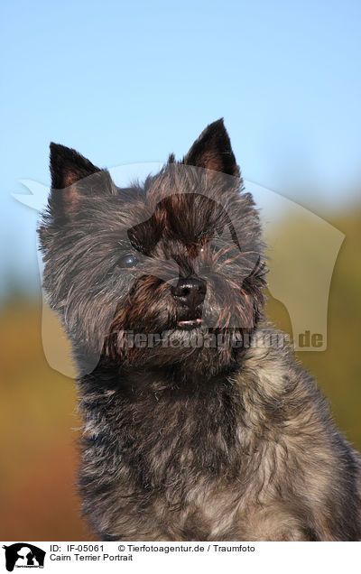Cairn Terrier Portrait / IF-05061