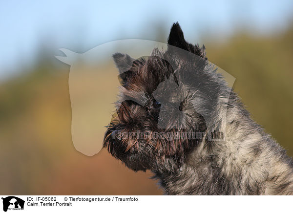 Cairn Terrier Portrait / IF-05062