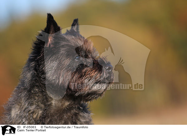 Cairn Terrier Portrait / IF-05063