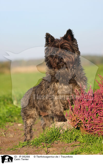 Cairn Terrier / Cairn Terrier / IF-06268
