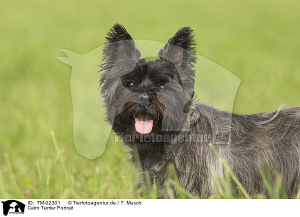 Cairn Terrier Portrait / Cairn Terrier Portrait / TM-02301