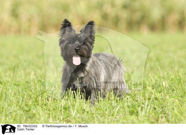 Cairn Terrier / Cairn Terrier / TM-02302